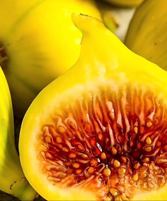 无花果最贵三个品种对比：玛斯义陶芬、波姬红与紫果的种植与选购指南