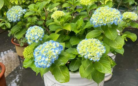 绣球花养多久才能开花？从幼苗到盛花期全攻略