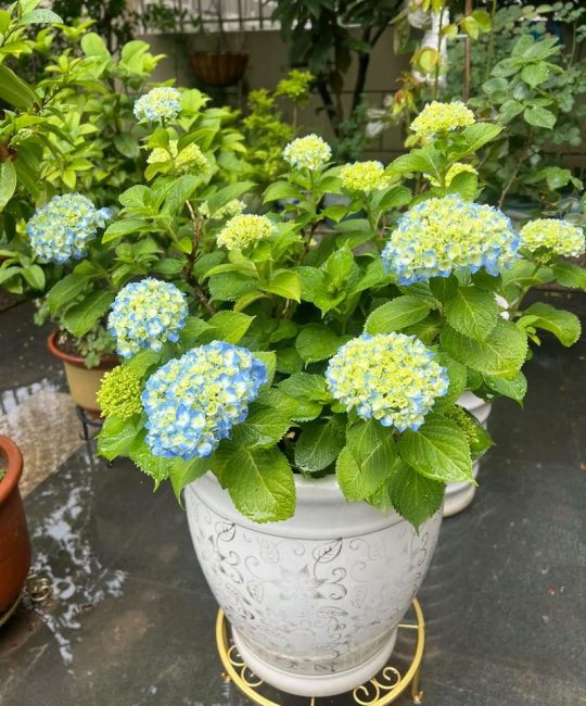 绣球花养多久才能开花？从幼苗到盛花期全攻略