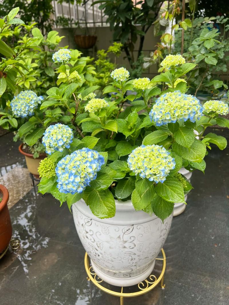 绣球花养多久才能开花?从幼苗到盛花期全攻略 绣球花养多久才能开花?从幼苗到盛花期全攻略