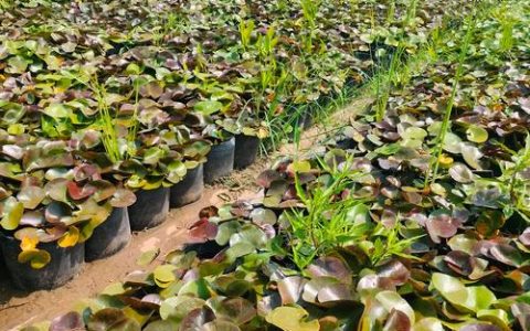 河沙可以种睡莲吗？答案是可以，但必须掌握这6个关键操作技巧