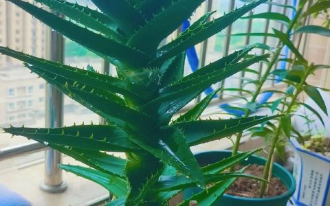 芦荟水浇花有什么好处？园艺妙用与安全须知