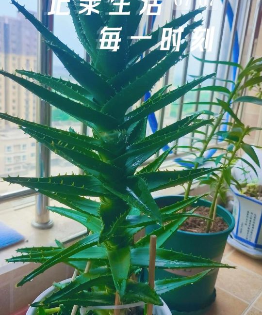 芦荟水浇花有什么好处？园艺妙用与安全须知