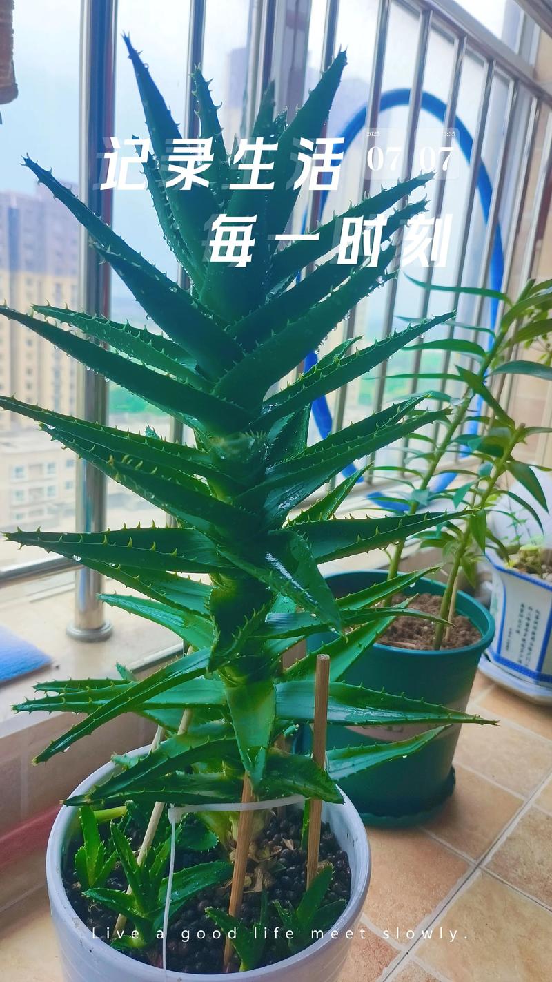 芦荟水浇花有什么好处?园艺妙用与安全须知 一、芦荟水浇花:园艺上的“温和营养液”