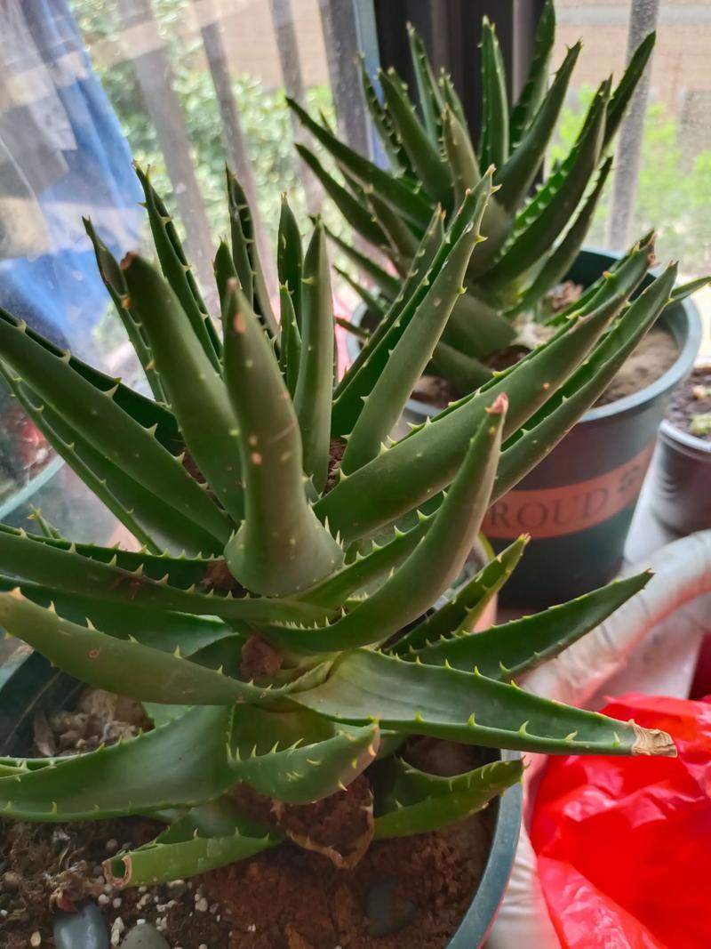芦荟水浇花有什么好处?园艺妙用与安全须知 二、传统药用常识:芦荟的“通便”与“外用”记载