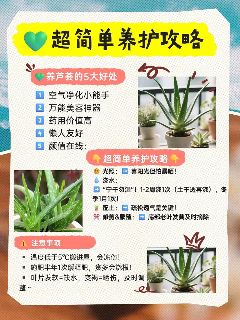 芦荟水浇花有什么好处?园艺妙用与安全须知 四、常见误区澄清