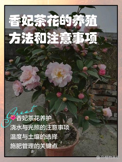 香茶花怎么养?家庭盆栽香茶花全年养护指南 修剪:花后轻剪为主,疏枝整形兼顾通风透光