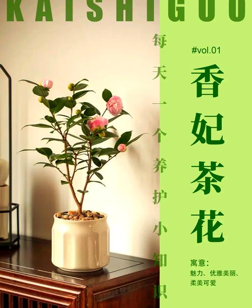 香茶花怎么养?家庭盆栽香茶花全年养护指南 越冬越夏:温度与湿度调控是关键