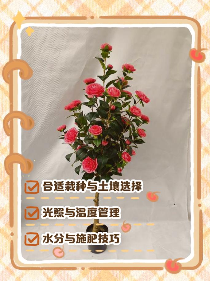 香茶花怎么养?家庭盆栽香茶花全年养护指南 总结
