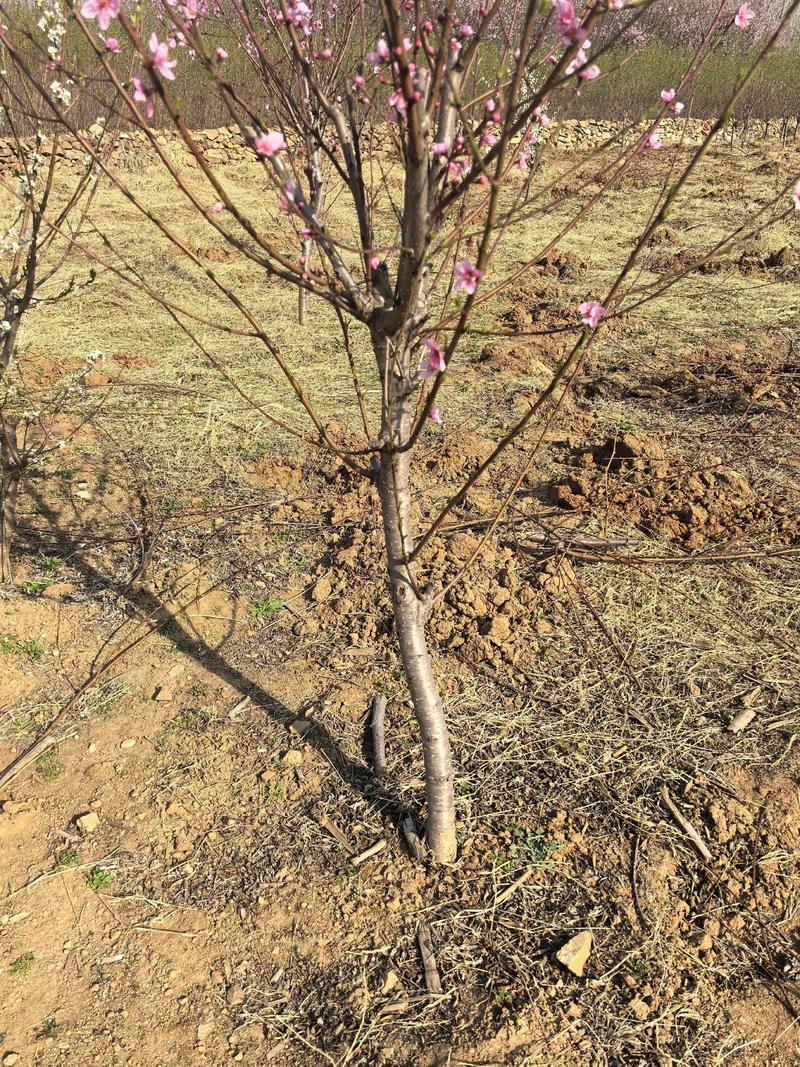 一亩地栽多少棵桃树?株行距与密度计算全攻略 一亩桃树栽植密度取决于树形,从33棵到222棵不等