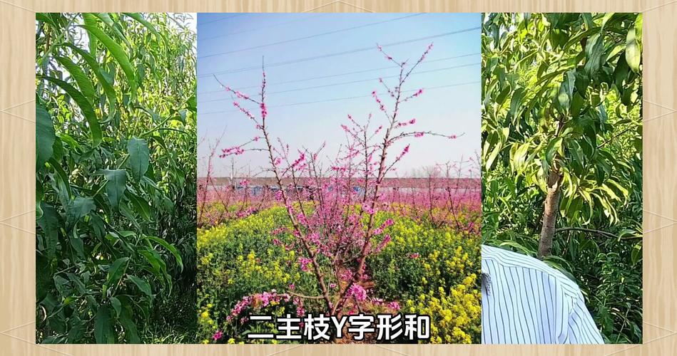 一亩地栽多少棵桃树?株行距与密度计算全攻略 常见错误:过度密植是导致桃园提前报废的主因