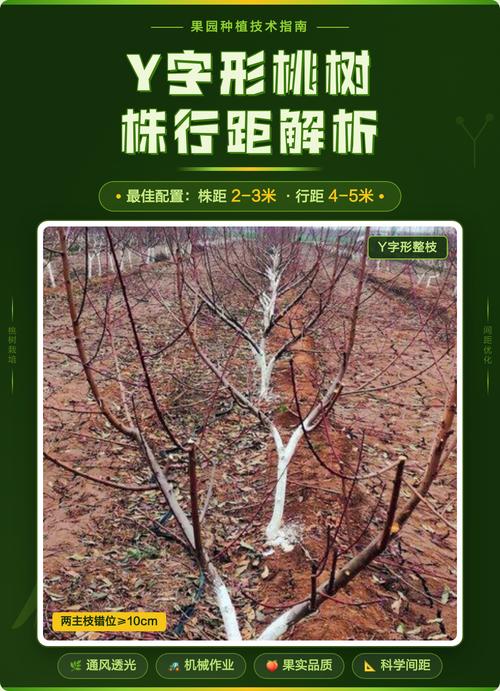 一亩地栽多少棵桃树?株行距与密度计算全攻略 采购桃苗时,如何根据栽植密度选择规格?
