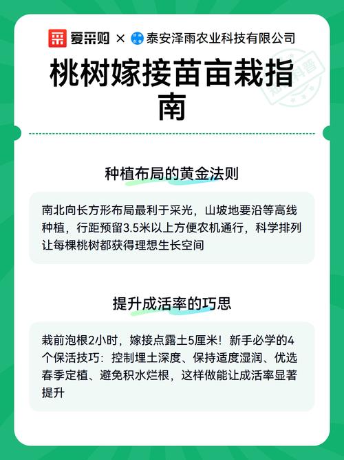 一亩地栽多少棵桃树?株行距与密度计算全攻略 总结