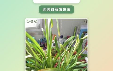 水仙花叶尖发黄怎么办？一文看懂所有原因和救法