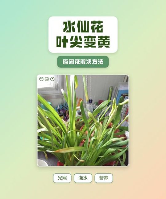 水仙花叶尖发黄怎么办？一文看懂所有原因和救法