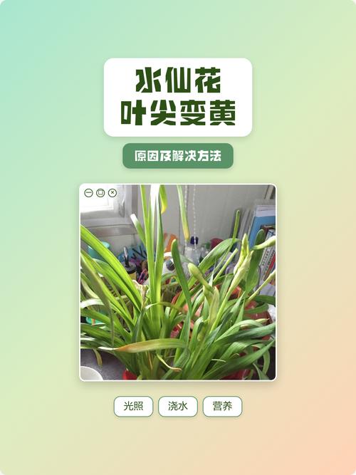 水仙花叶尖发黄怎么办?一文看懂所有原因和救法 一、水仙花叶尖发黄的常见原因
