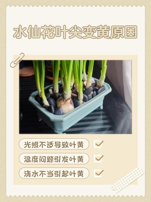 水仙花叶尖发黄怎么办?一文看懂所有原因和救法 三、日常预防小技巧