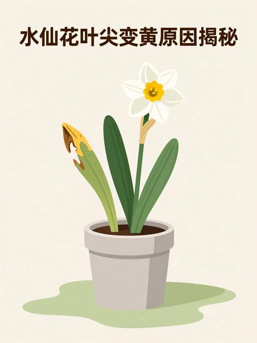 水仙花叶尖发黄怎么办?一文看懂所有原因和救法 四、常见疑问简答