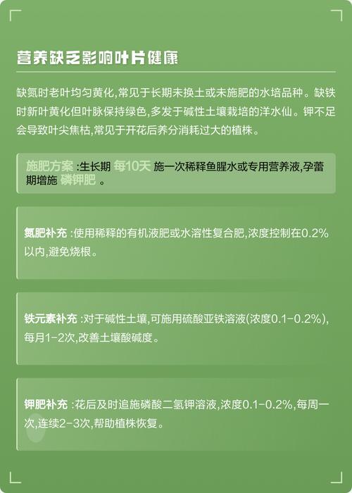 水仙花叶尖发黄怎么办?一文看懂所有原因和救法 总结