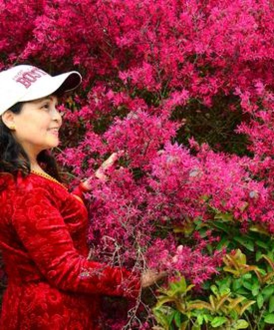 樱花花开满园——园艺种植技巧与樱花热水器厂家揭秘