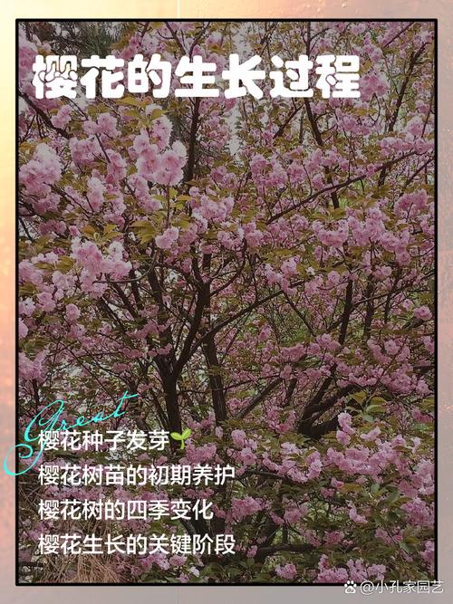 樱花花开满园——园艺种植技巧与樱花热水器厂家揭秘 八、总结
