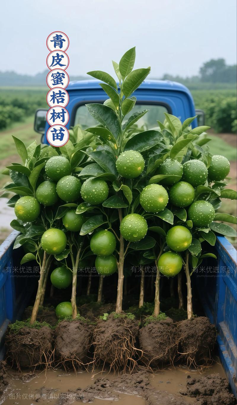柑橘苗批发多少钱一株(2025年市场参考) 产地:产区差异带来10%-20%价差