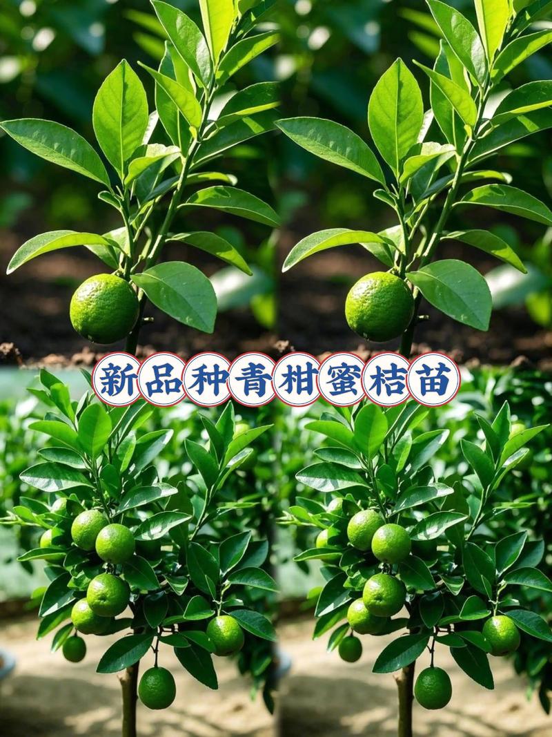 柑橘苗批发多少钱一株(2025年市场参考) 咨询指南