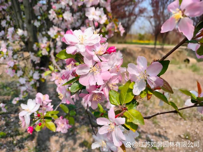 西府海棠适合南方种植吗?——从气候习性到实操养护全解析 一、生长习性与自然分布