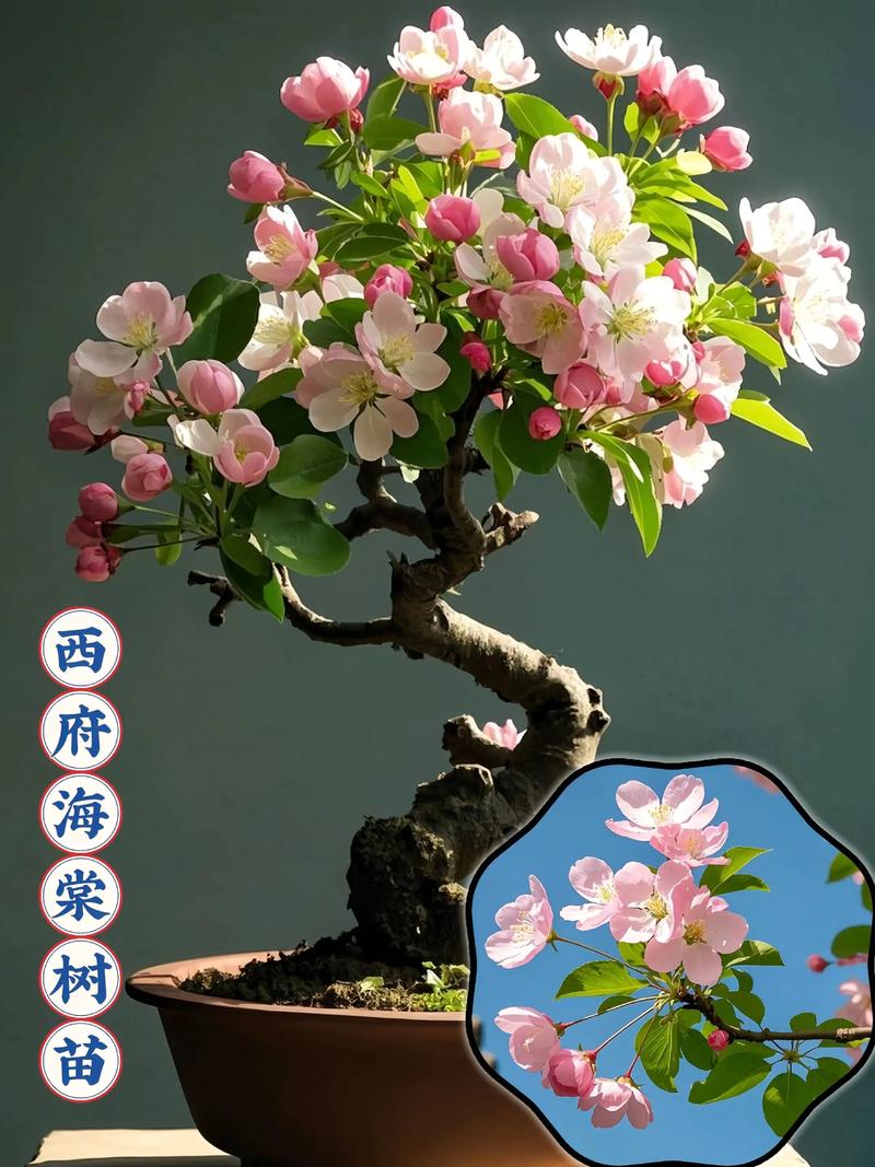 西府海棠适合南方种植吗?——从气候习性到实操养护全解析 八、南北种植差异化操作