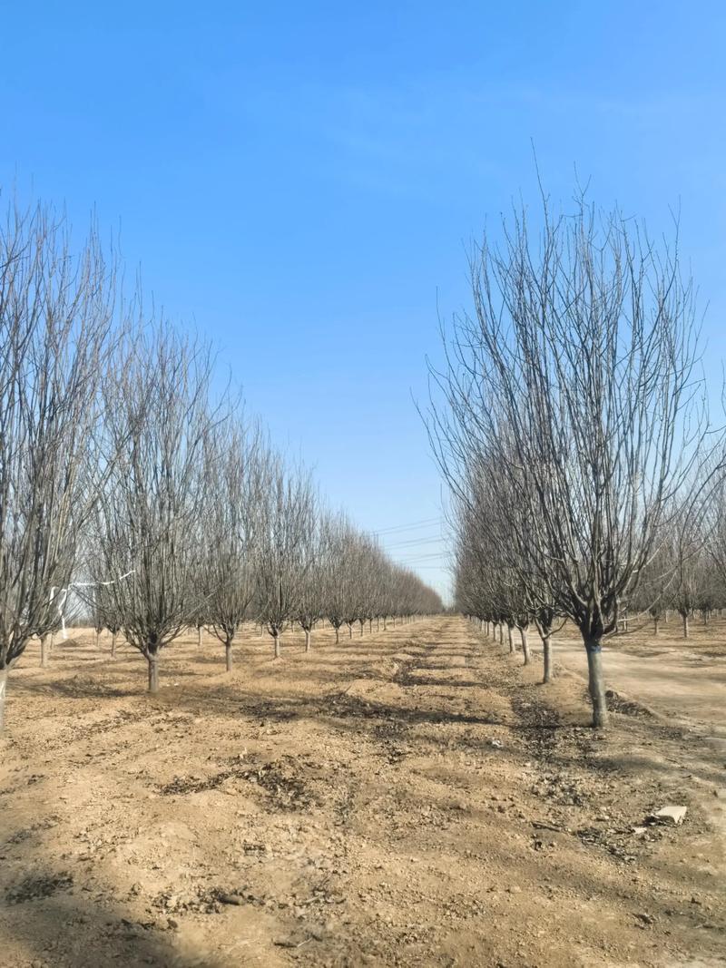 西府海棠适合南方种植吗?——从气候习性到实操养护全解析 九、核心结论