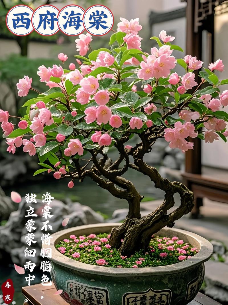 西府海棠适合南方种植吗?——从气候习性到实操养护全解析 七、适种区域判断表