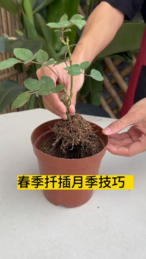 月季花怎么插种:从剪枝到成苗的全程可执行方案 扦插时间与环境刻度