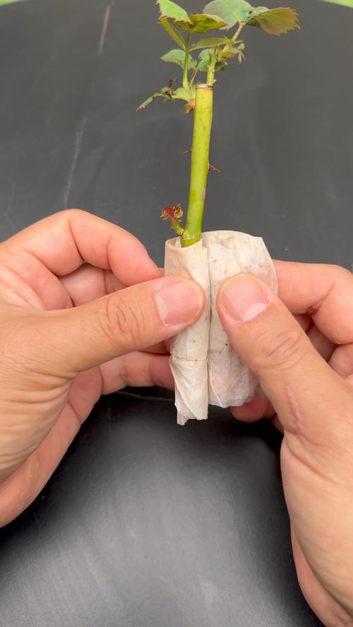 月季花怎么插种:从剪枝到成苗的全程可执行方案 越冬与越夏管理