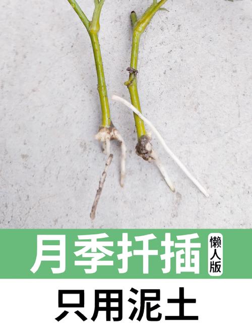 月季花怎么插种:从剪枝到成苗的全程可执行方案 总结