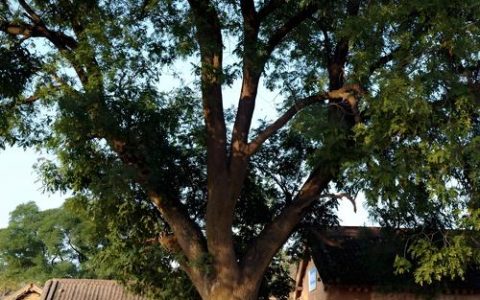 村头一般种什么树？这些传统与实用兼具的树种值得了解