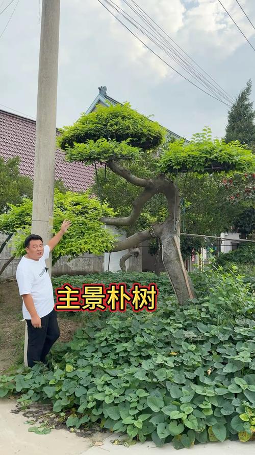 村头一般种什么树?这些传统与实用兼具的树种值得了解 三、景观与生态:打造四季有景的村口