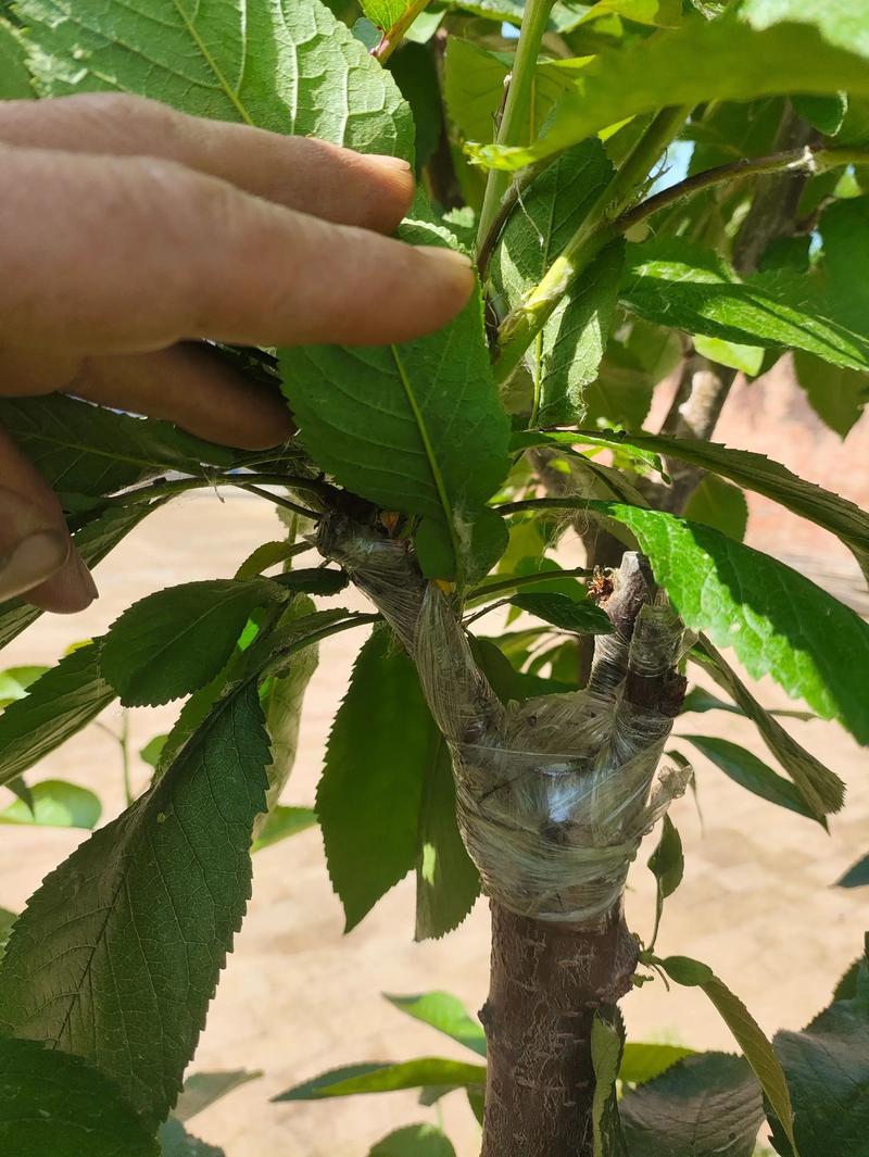 樱桃树嫁接什么树最好?2026年甜樱桃与酸樱桃砧木选择与操作指南 樱桃树嫁接什么树最好?2026年甜樱桃与酸樱桃砧木选择与操作指南