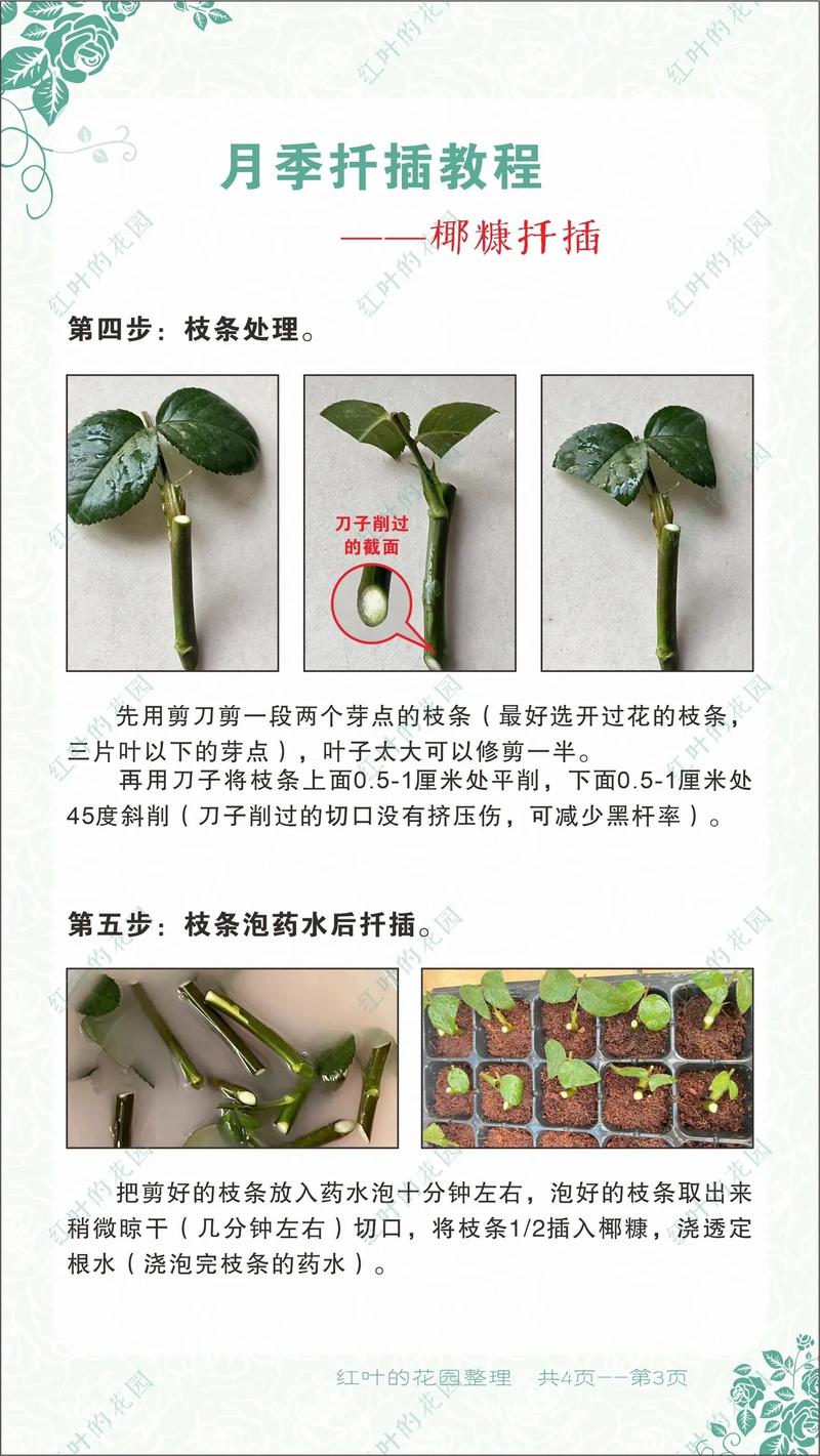 月季怎么扦插成活率高?保姆级繁殖技术指南 判断标准:如何挑选最佳插穗