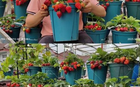 砂糖橘和草莓能一起种吗？——家庭园艺混种指南