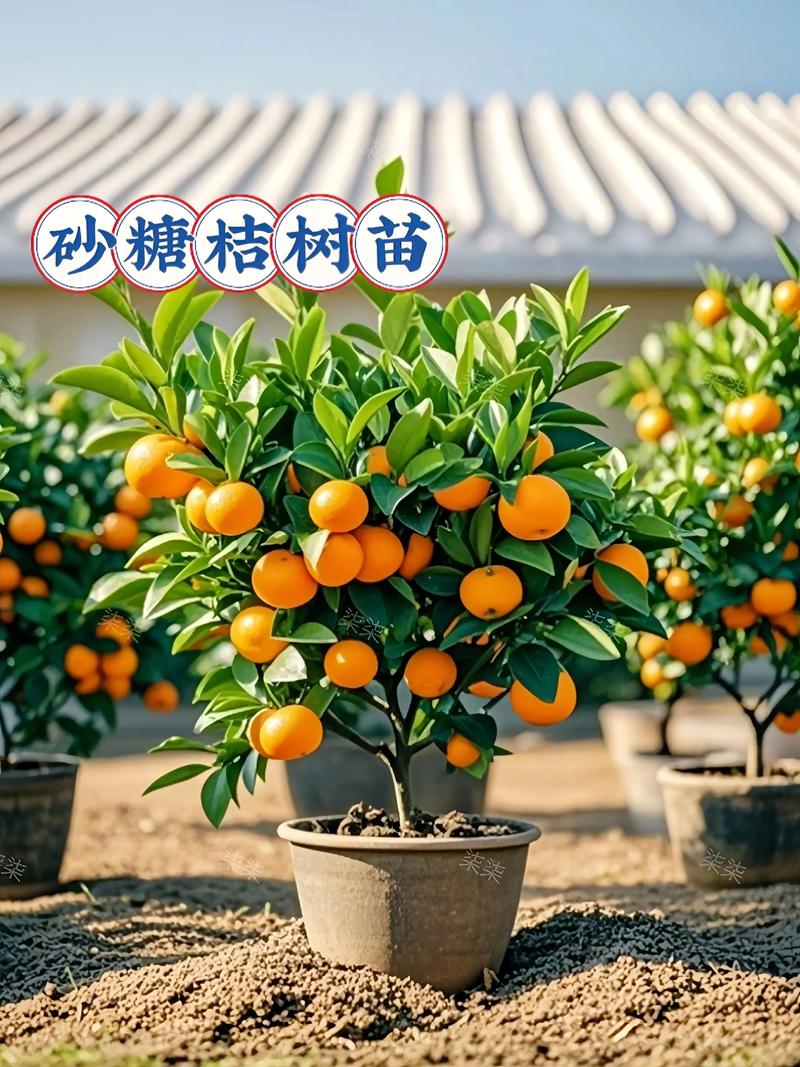 砂糖橘和草莓能一起种吗?——家庭园艺混种指南 三、混种实操建议