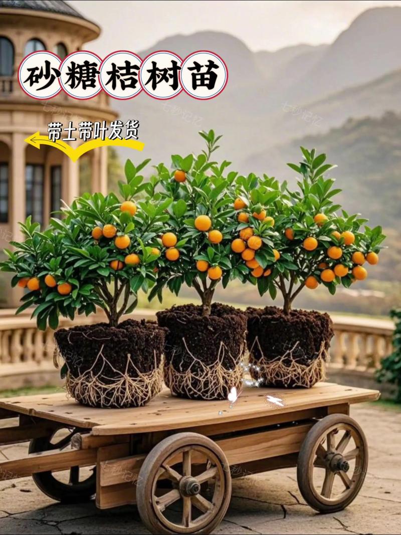 砂糖橘和草莓能一起种吗?——家庭园艺混种指南 四、结论