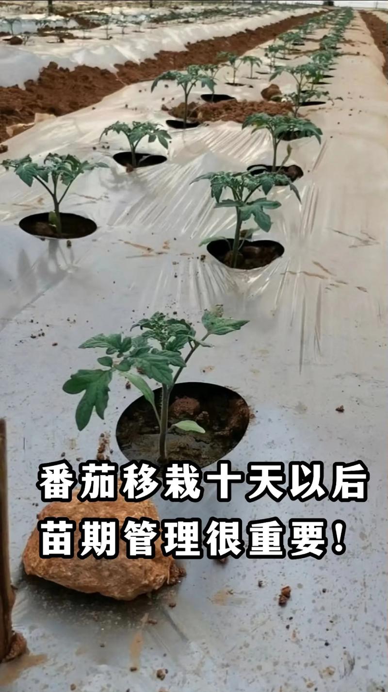 第三步：缓苗结束后的浇水，见干见湿