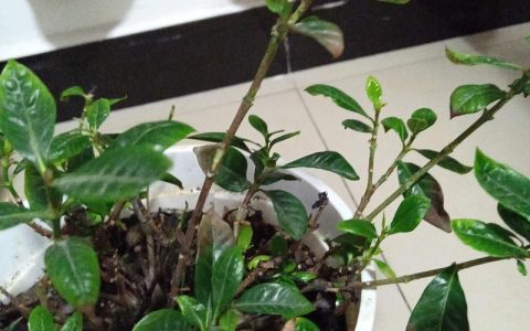 栀子花叶子尖发黑枯萎像烧焦？这4种原因最常见，附具体解决方法
