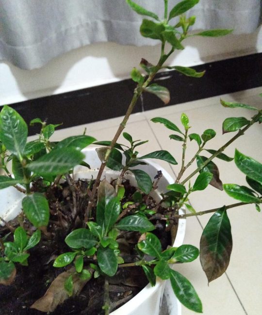 栀子花叶子尖发黑枯萎像烧焦？这4种原因最常见，附具体解决方法