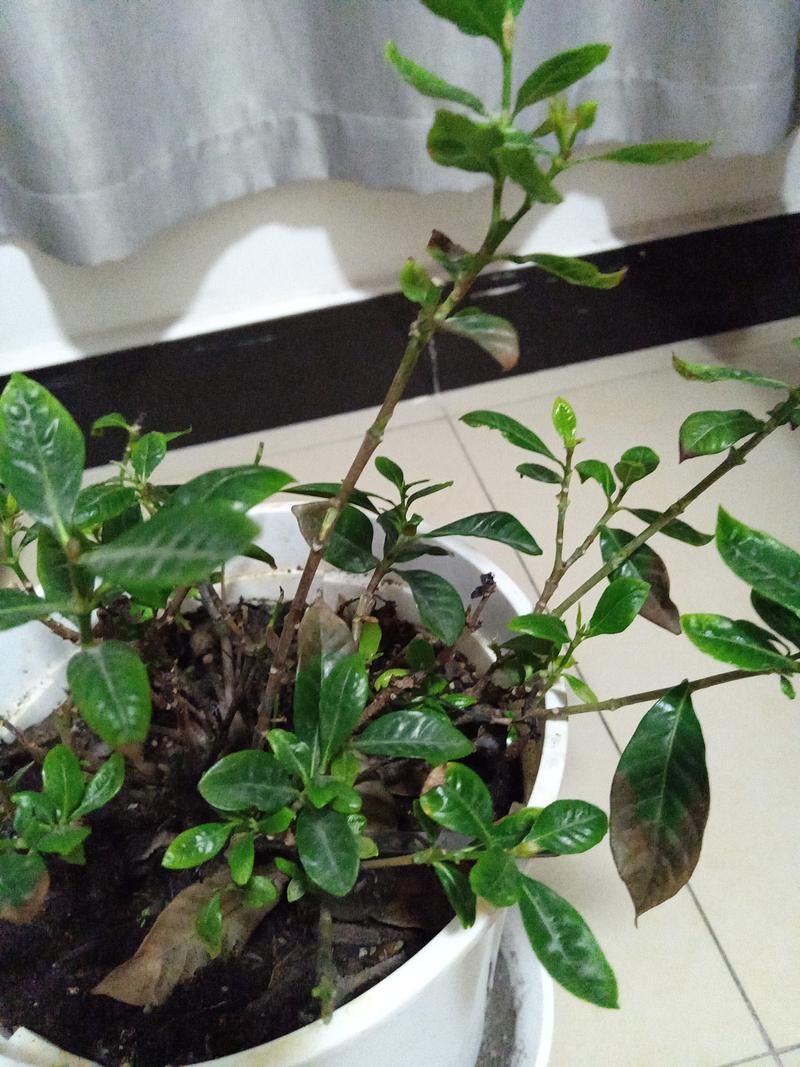 栀子花叶子尖发黑枯萎像烧焦?这4种原因最常见,附具体解决方法 栀子花叶子尖发黑枯萎像烧焦?这4种原因最常见,附具体解决方法