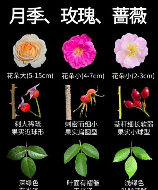 蔷薇花与月季花的区别在哪？从外观、习性到养护的6维度深度对比