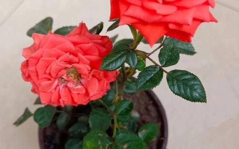 家里能养月季花吗？全光照水肥修剪越冬指南