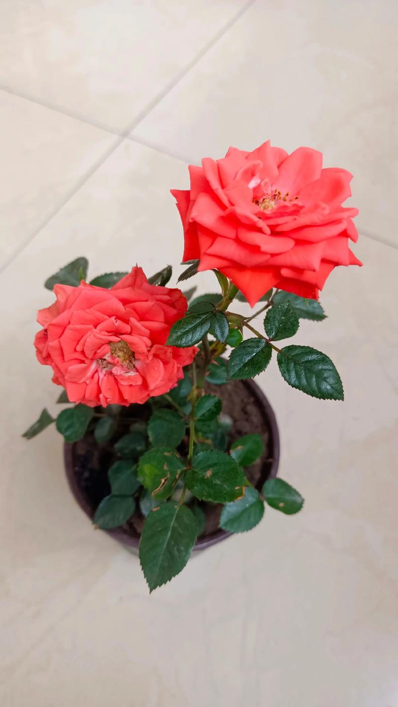 家里能养月季花吗?全光照水肥修剪越冬指南 家里能养月季花吗?全光照水肥修剪越冬指南