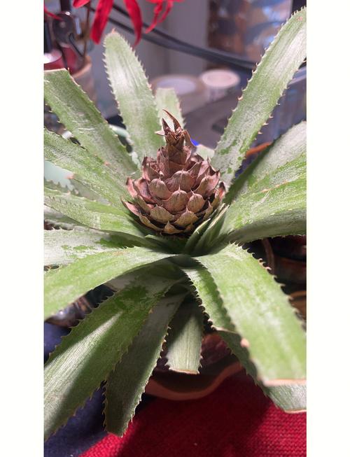 种植菠萝头怎么种?从选冠芽到成活的全步骤指南 二、土壤环境
