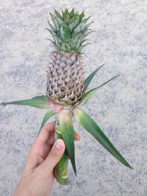 种植菠萝头怎么种?从选冠芽到成活的全步骤指南 三、栽前处理
